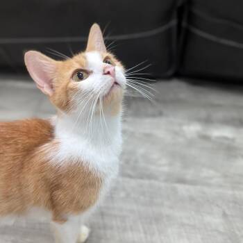 Soliel -  Domestic Short Hair Cat for Adoption in La Grange, Kentucky - Soliel | PetCurious