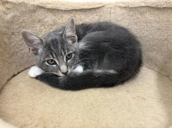Patrick -  Domestic Short Hair Cat for Adoption in Peconic, New York - Patrick | PetCurious