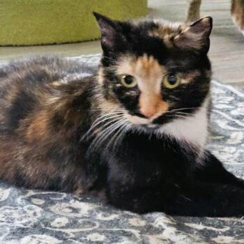 Domestic Short Hair Cats Available for Adoption in Brighton, New York - Maribel | PetCurious