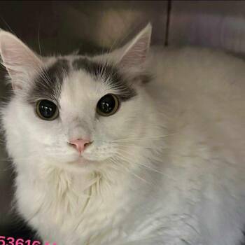 Domestic Medium Hair Cats Available for Adoption in South Riding, Virginia - Mary Kate | PetCurious