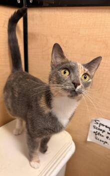 Jillian -  Dilute Calico Cat for Adoption in Hazlet, New Jersey - Jillian | PetCurious