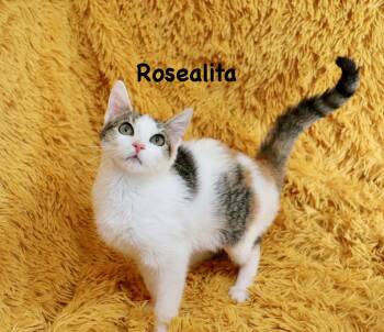 Rosealita -  Calico Cat for Adoption in St. Augustine, Florida - Rosealita | PetCurious
