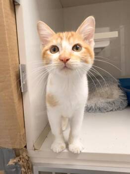 North -  Domestic Short Hair Cat for Adoption in Corpus Christi, Texas - North | PetCurious