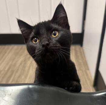 Domestic Short Hair Cats Available for Adoption - Sunny | PetCurious