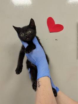 Domestic Short Hair Cats Available for Adoption in Ontario, California - BATMAN | PetCurious