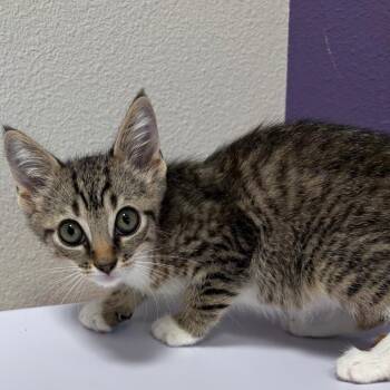 Domestic Medium Hair Cats Available for Adoption in Englewood, Florida - Sigrid | PetCurious