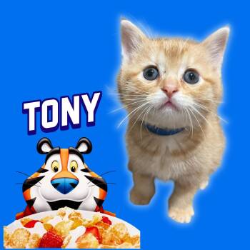 Tony -  Domestic Short Hair Cat for Adoption in Columbia, Missouri - Tony | PetCurious