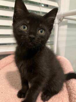 Panini -  Domestic Short Hair Cat for Adoption in Evans, Georgia - Panini | PetCurious