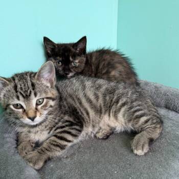 Acai -  Domestic Short Hair Cat for Adoption in Marion, Virginia - Acai | PetCurious