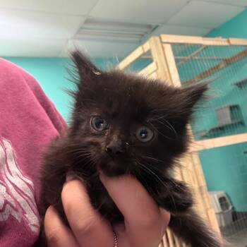 Charlotte -  Domestic Medium Hair Cat for Adoption in Lake Jackson, Texas - Charlotte | PetCurious