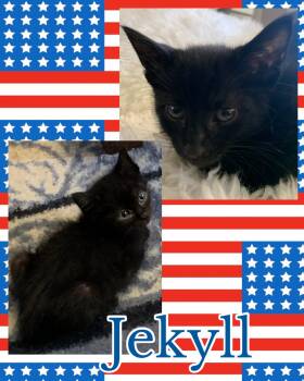 Jekyll -  Domestic Short Hair Cat for Adoption in Pasco, Washington - Jekyll | PetCurious