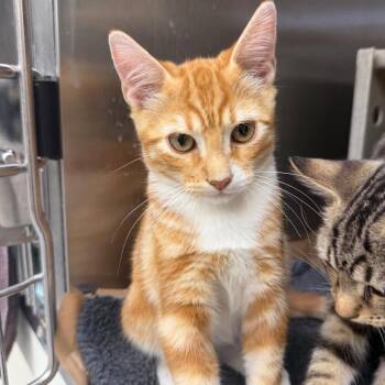 Swivel  26-09-117 -  Domestic Short Hair Cat for Adoption in Bastrop, Texas - Swivel  26-09-117 | PetCurious