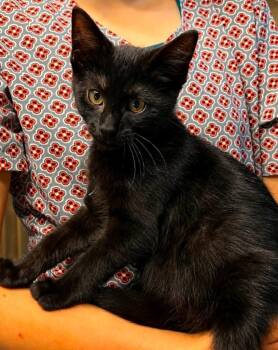 Eryx -  Domestic Short Hair Cat for Adoption in El Dorado, Arkansas - Eryx | PetCurious