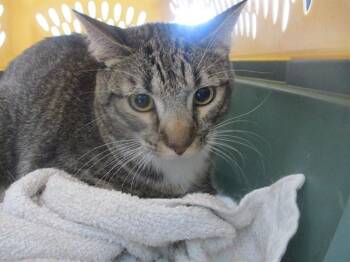 FRED -  Domestic Short Hair Cat for Adoption in Ocala, Florida - FRED | PetCurious