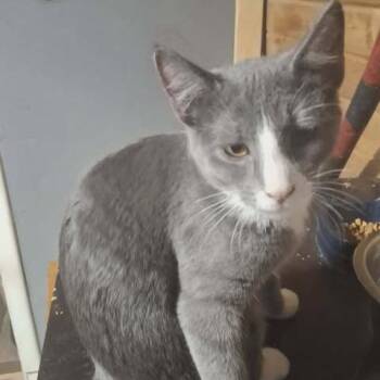 Cosmo -  Domestic Short Hair Cat for Adoption in Lyle, Minnesota - Cosmo | PetCurious