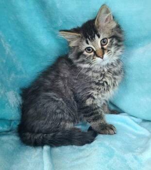 Domestic Long Hair Cats Available for Adoption in Lake City, Michigan - 7053 (Iris) | PetCurious