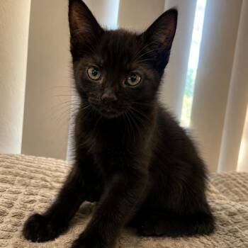 Shadow (red) -  Domestic Short Hair Cat for Adoption in Tustin, California - Shadow (red) | PetCurious