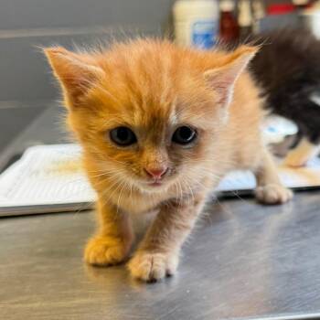 TUSC-Stray-85595_2 -  Domestic Short Hair Cat for Adoption in Tuscaloosa, Alabama - TUSC-Stray-85595_2 | PetCurious