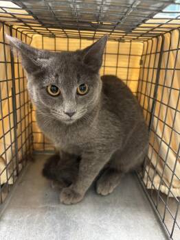Domestic Short Hair Cats Available for Adoption in Las Vegas, Nevada - NIGHTSHADE | PetCurious