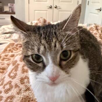 Domestic Short Hair Cats Available for Adoption in Merrifield, Virginia - Roma McKenzie | PetCurious