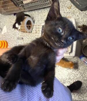 #8 bl F -  Domestic Short Hair Cat for Adoption in Burgaw, North Carolina - #8 Bl F | PetCurious