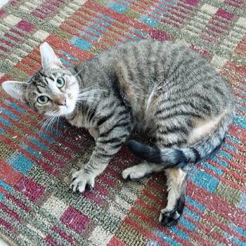 Rescue Domestic Short Hair Cats for Adoption in Fairfax, Virginia - Sadie | PetCurious