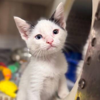 Domino -  Domestic Short Hair Cat for Adoption in Starkville, Mississippi - Domino | PetCurious