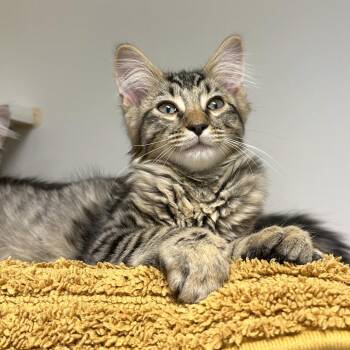 Galloway -  Domestic Medium Hair and Domestic Short Hair Cat for Adoption in Woodinville, Washington - Galloway | PetCurious