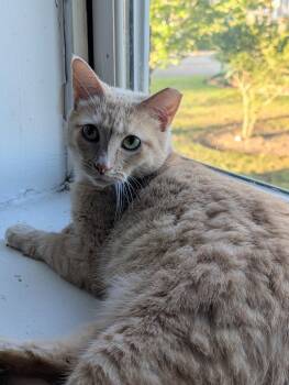 Druid -  Domestic Short Hair and Tabby Cat for Adoption in Pearland, Texas - Druid | PetCurious