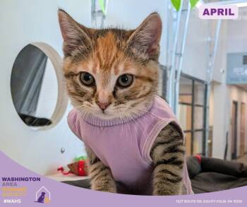 Domestic Short Hair Cats Available for Adoption in Eighty Four, Pennsylvania - April | PetCurious