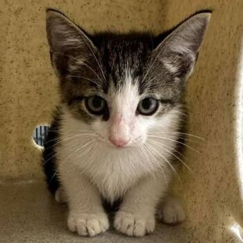 Dobby 26-09-146 -  Domestic Short Hair Cat for Adoption in Bastrop, Texas - Dobby 26-09-146 | PetCurious