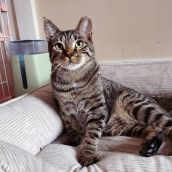 Rescue American Shorthair Cats for Adoption - *BONDED BROTHERS*  Mitch & Sweet Howl | PetCurious
