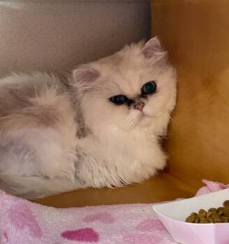 Romie -  Scottish Fold and Domestic Short Hair Cat for Adoption in Bellevue, Washington - Romie | PetCurious