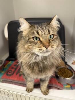Domestic Long Hair Cats Available for Adoption - VIOLA | PetCurious