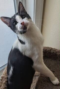 Domestic Short Hair Cats Available for Adoption in Anchorage, Alaska - Ruckus | PetCurious