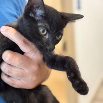 Hershey- City Of Industry Location -  Domestic Short Hair Cat for Adoption in Chino Hills, California - Hershey- City Of Industry Location | PetCurious
