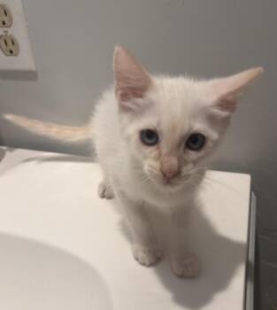 A2077603 -  Domestic Short Hair Cat for Adoption in Houston, Texas - A2077603 | PetCurious