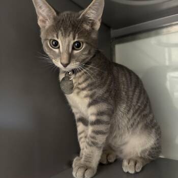 NCR9109 Cushaw -  Domestic Short Hair Cat for Adoption in Port Washington, New York - NCR9109 Cushaw | PetCurious