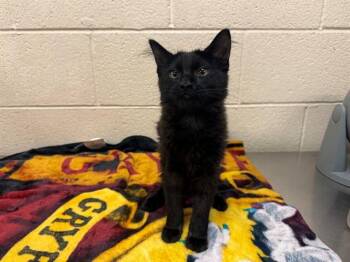 A554143 -  Domestic Medium Hair and Domestic Short Hair Cat for Adoption in Moreno Valley, California - A554143 | PetCurious