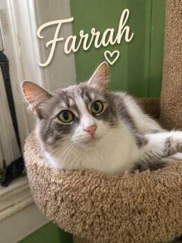 Farrah and Babies -  Domestic Medium Hair Cat for Adoption in Brantford, Ontario - Farrah And Babies | PetCurious