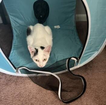 Tammi -  Domestic Short Hair Cat for Adoption in Wheaton, Illinois - Tammi | PetCurious