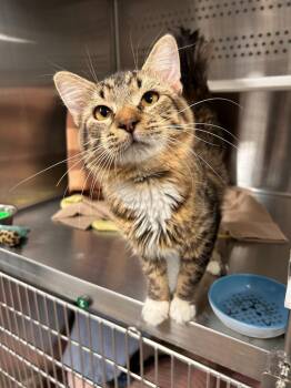 Rango -  Domestic Medium Hair Cat for Adoption in Minot, North Dakota - Rango | PetCurious