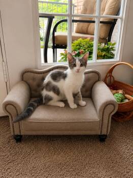 Elijah -  Domestic Short Hair Cat for Adoption in Randolph, Alabama - Elijah | PetCurious