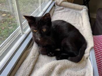 Rescue Domestic Short Hair Cats for Adoption in Roachdale, Indiana - Dahlia | PetCurious