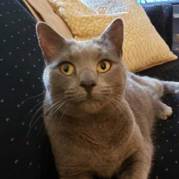 Domestic Short Hair Cats Available for Adoption in Cumming, Georgia - Cassie | PetCurious