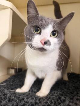 MISSY -  Domestic Short Hair Cat for Adoption in Hastings, Michigan - MISSY | PetCurious