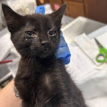 Jaguar -  Domestic Short Hair Cat for Adoption in Summerville, South Carolina - Jaguar | PetCurious