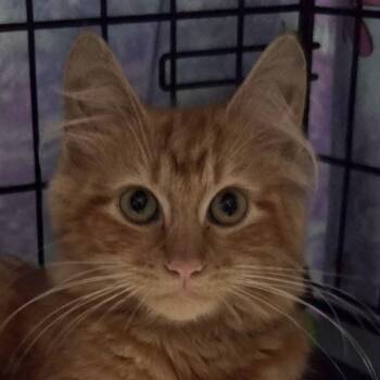 Marmalade -  Domestic Medium Hair Cat for Adoption in Dunellen, New Jersey - Marmalade | PetCurious