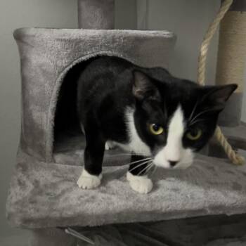 Domestic Short Hair Cats Available for Adoption in Gainesville, Florida - Mikey | PetCurious