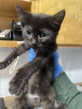 Domestic Short Hair Cats Available for Adoption in Tallahassee, Florida - RORY | PetCurious